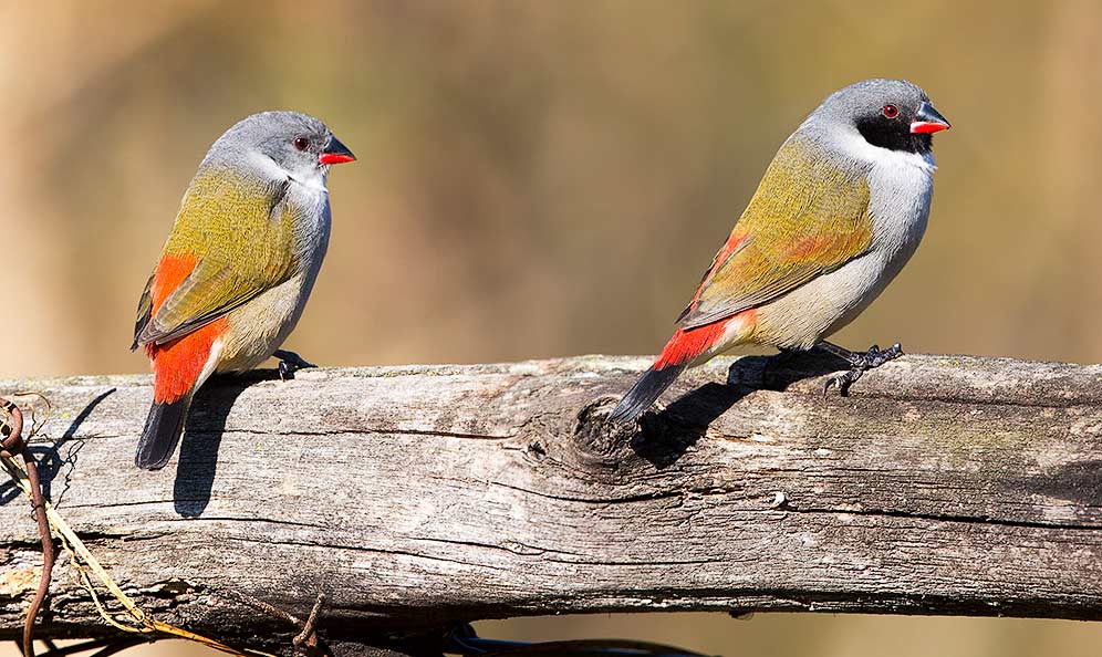 Swee Waxbill pair